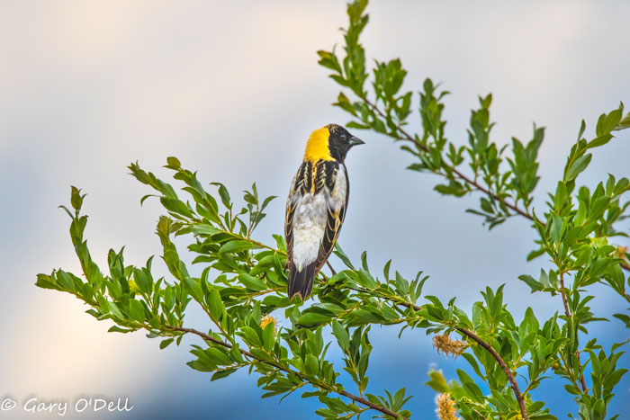 Bobolink