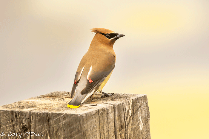 Cedar-Waxwing-