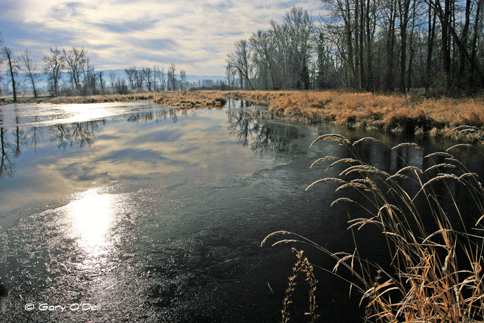 Morning-Light-on-Marsh-Pond.gif
