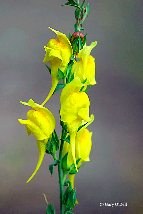 Dalmation-Toadflax.gif