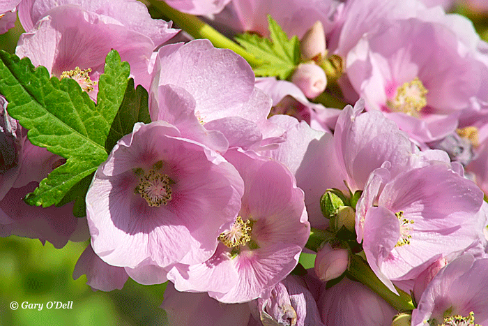 Mountain-Globemallow-#4b.gif