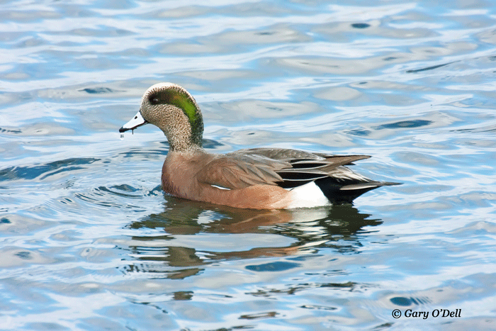 American Wigeon-Drake