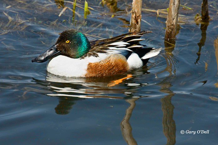 Drake-Northern-Shoveler-ISO200,500mm,f-8.gif