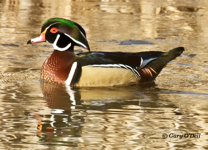 Drake-Wood-Duck-#4.gif