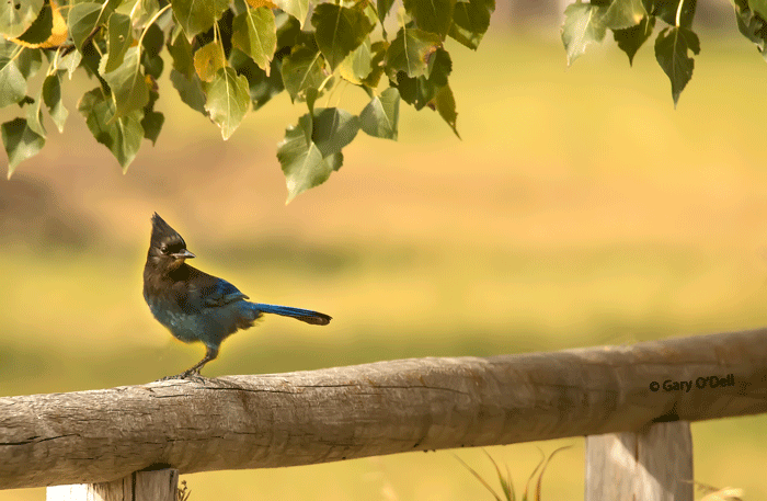 Stellers Jay