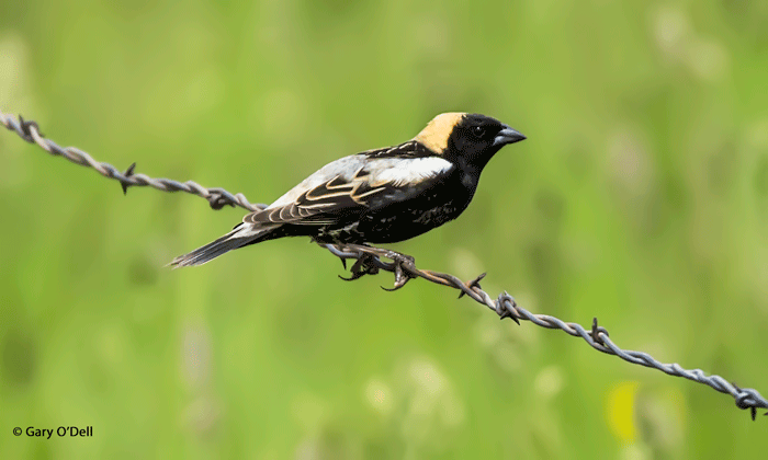 Bobolink