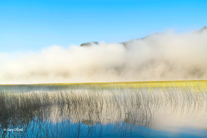 Foggy Morning