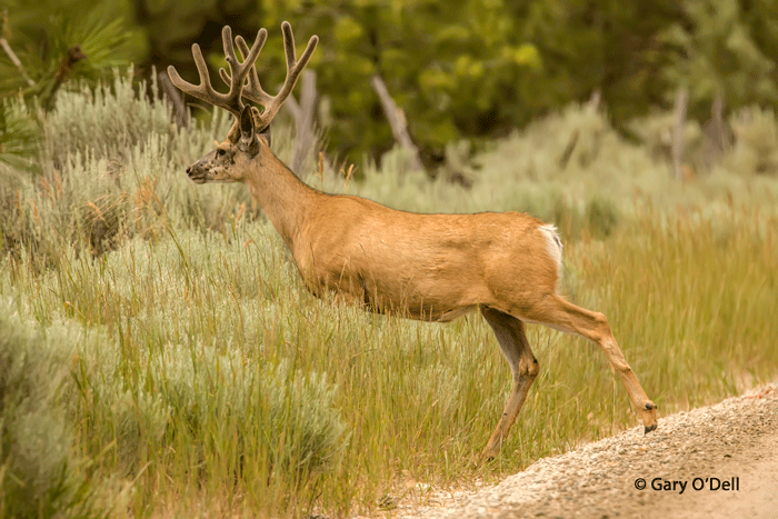 Mulie In Velvet