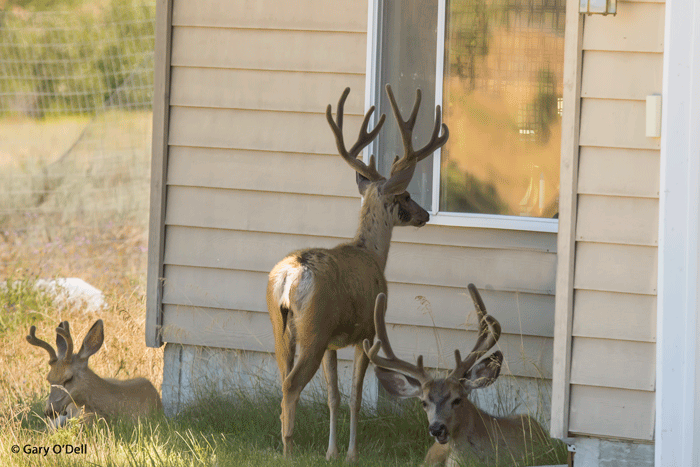Hello, Anyone Home
