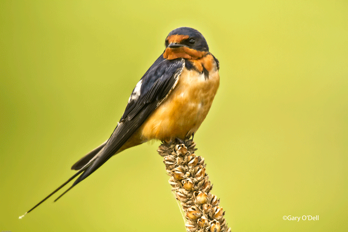 Barn Swallow