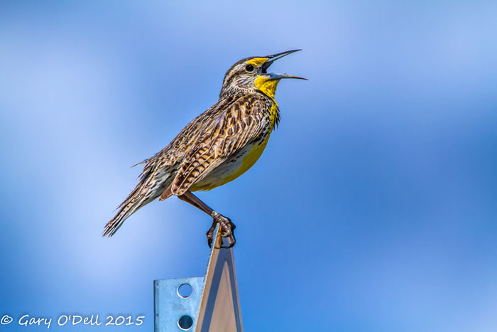 Singing-Meadowlark-.jpg
