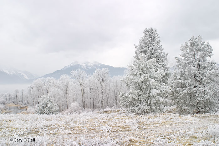 Frost-On-The-Trees.jpg