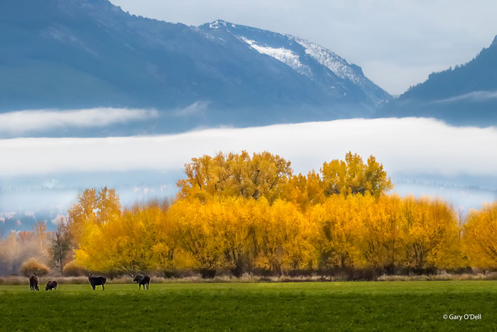 Autumn Moose