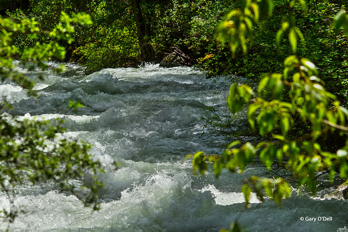 Wild Water