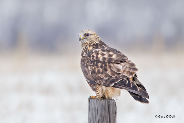 Rough-legged Hawk