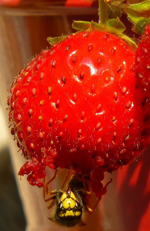 the strawberry thief