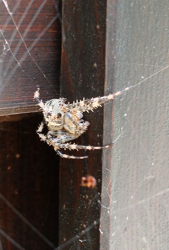 right above the doorknob