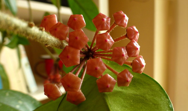 Wax flower, starting to bloom