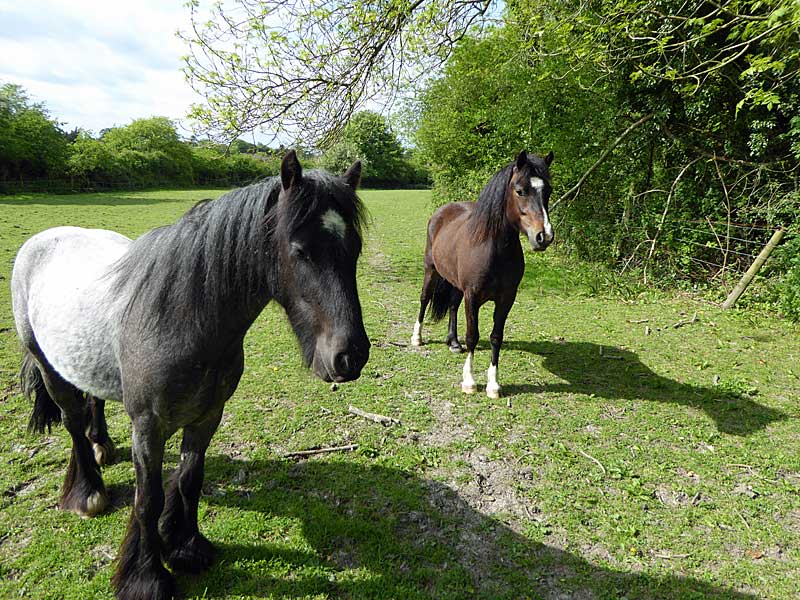 nosy horses