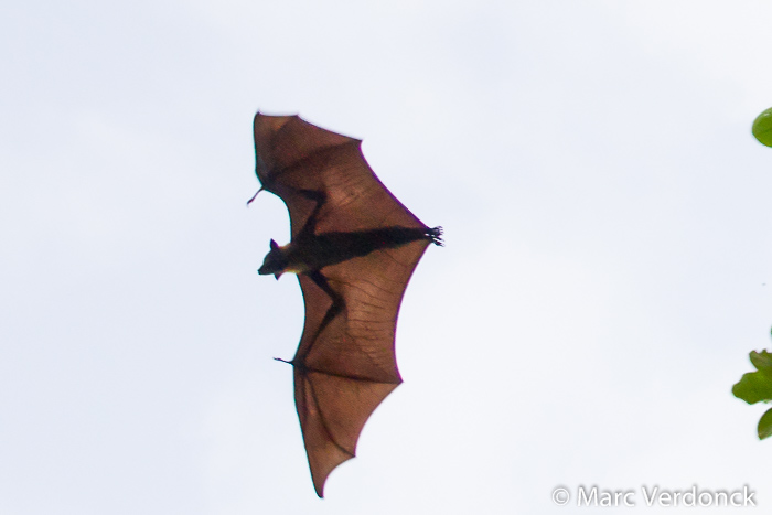 IMG_5222.jpg