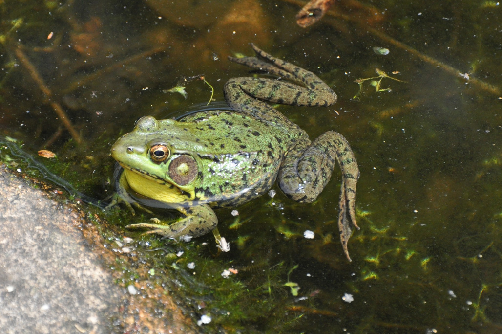 Frog 6