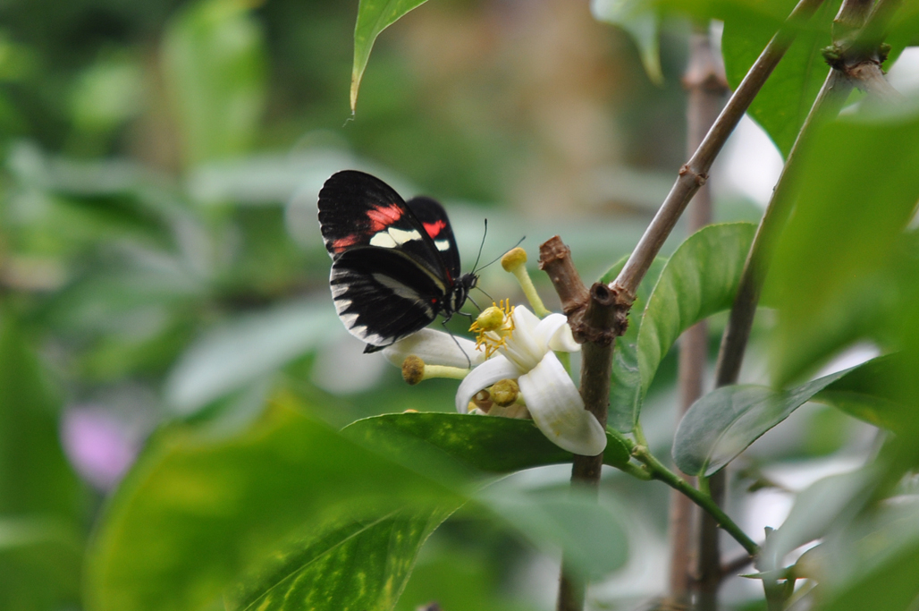 Postman Butterfly 7