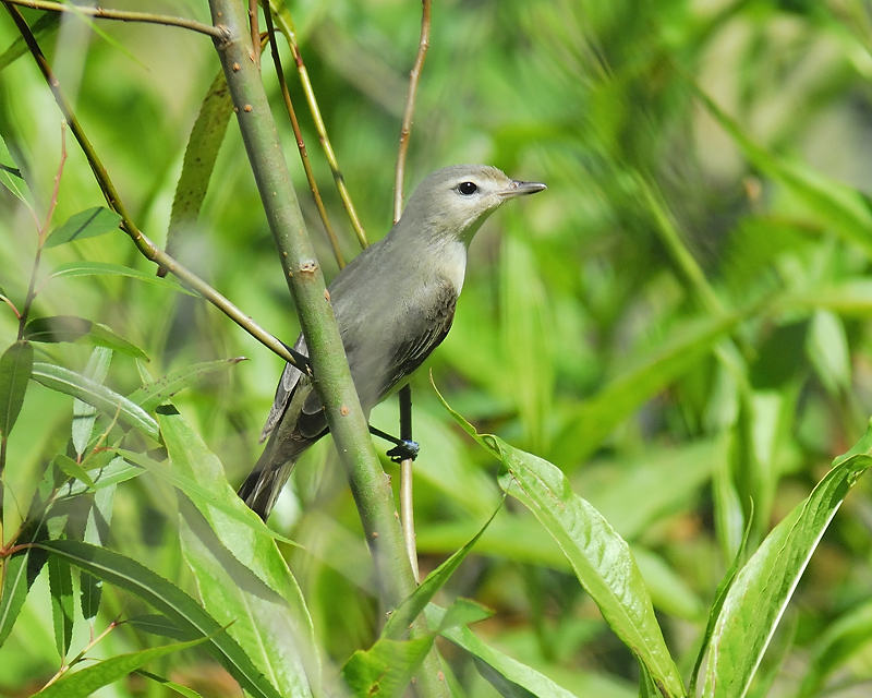 warbling vireo BRD7949.JPG