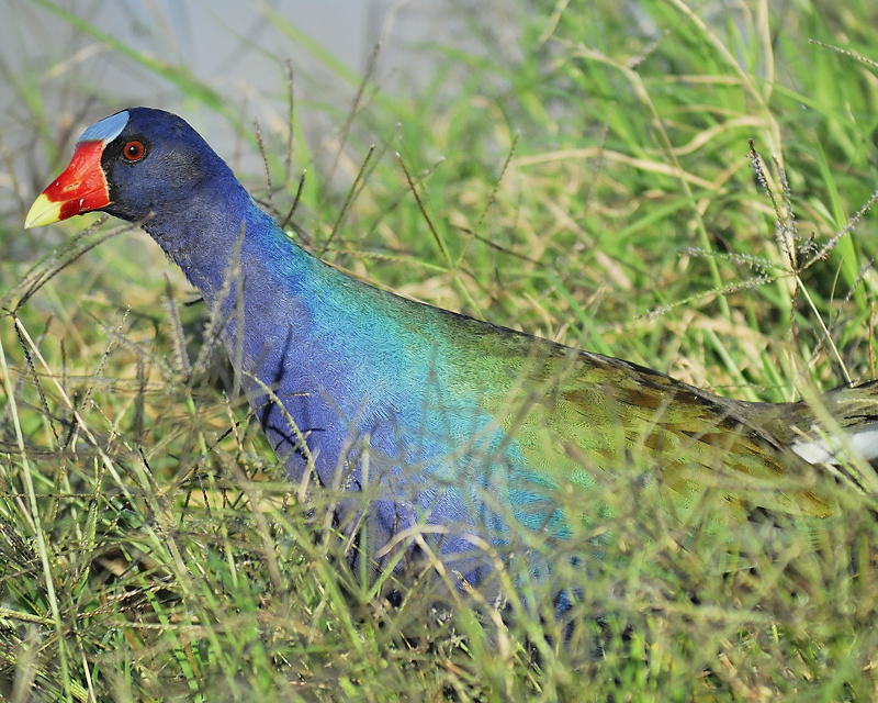 purple gallinule BRD8535.JPG