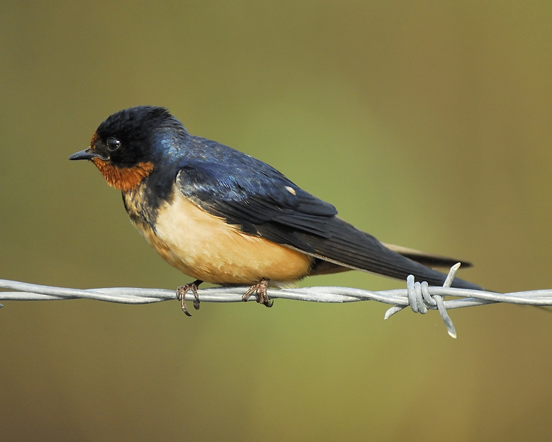 barn swallow BRD8961.JPG