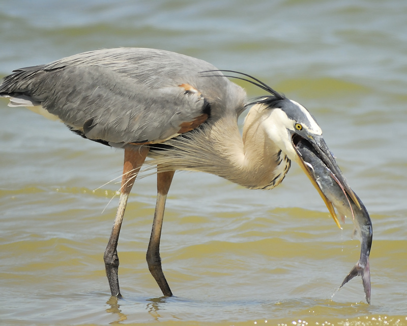 great blue heron BRD9402.JPG