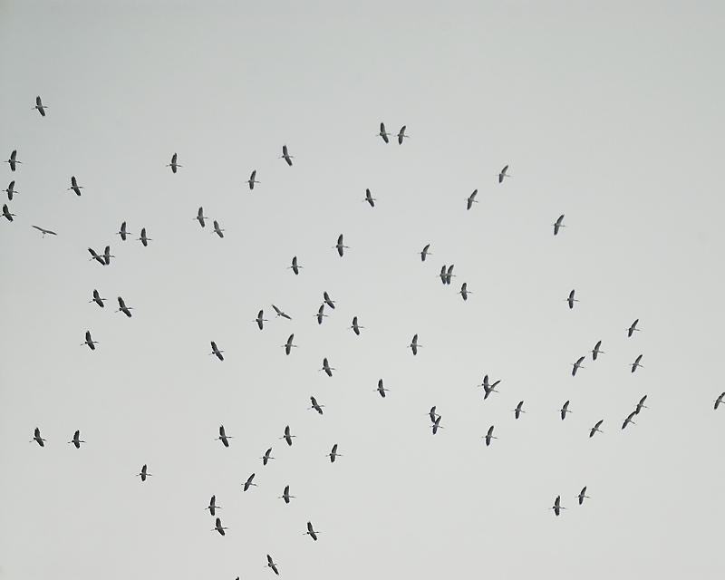 wood stork BRD0232.JPG