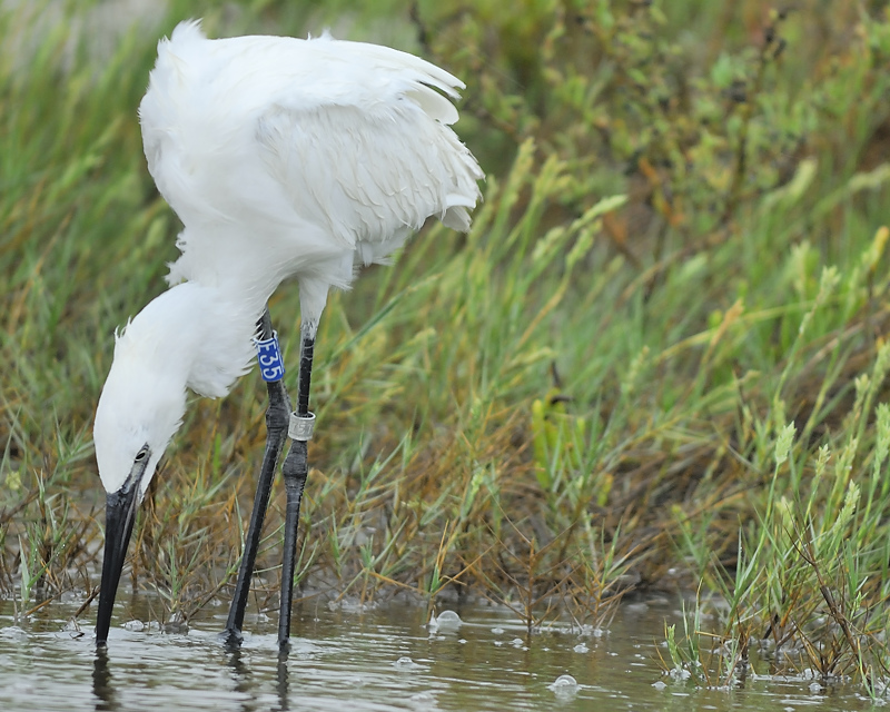 reddish egret BRD0593.JPG