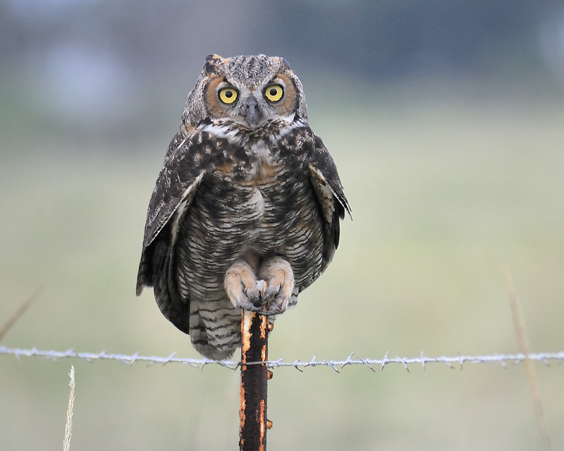 great horned owl BRD0642.JPG