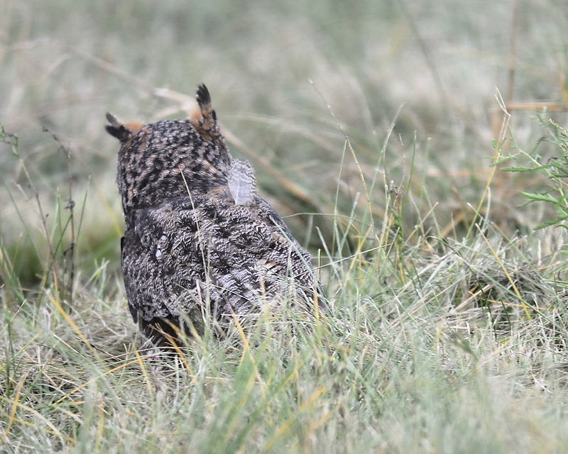 great horned owl BRD0652.JPG