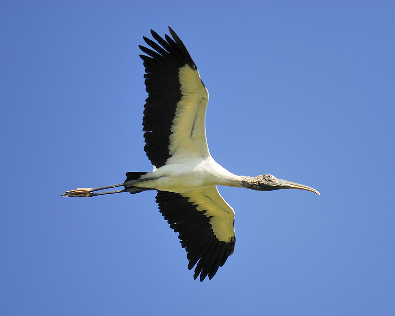 wood stork BRD0818.JPG