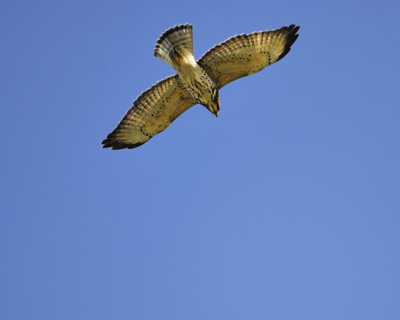 broad-winged hawk BRD0766.JPG