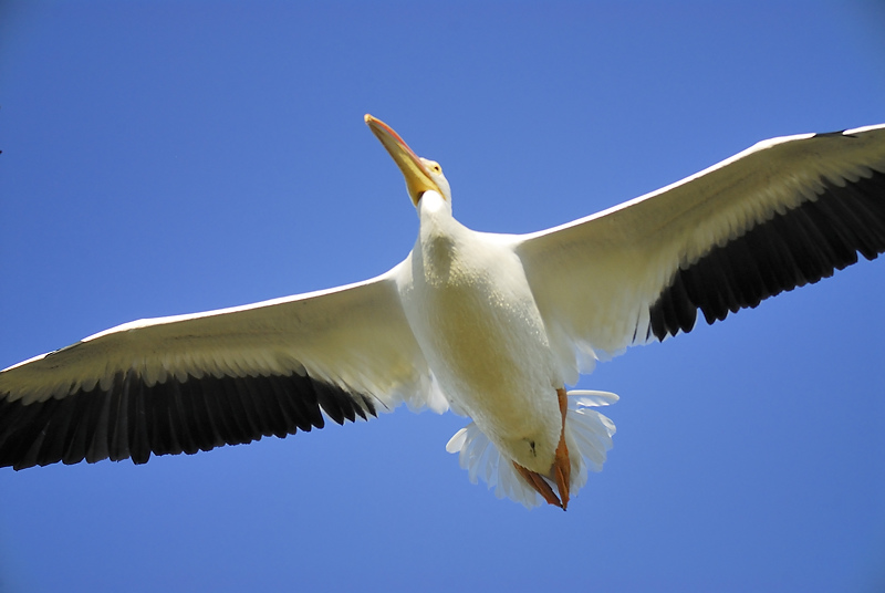 white pelican BRD1943.JPG