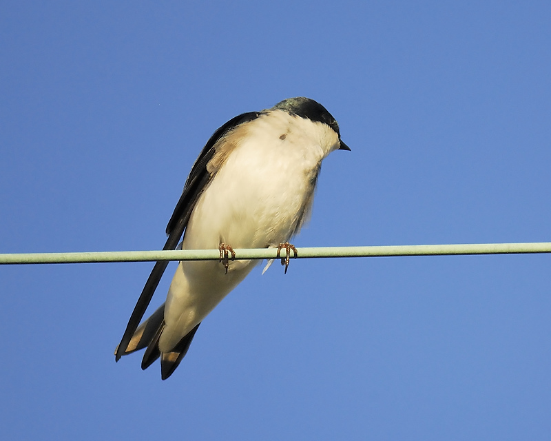 tree swallow BRD2706.JPG