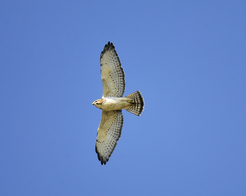 broad-winged hawk BRD2880.JPG