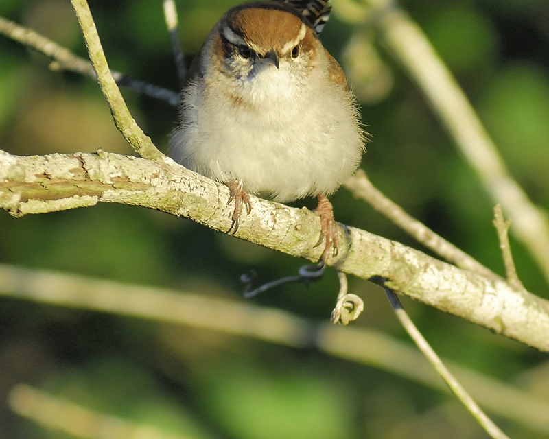 bewicks wren BRD3543.JPG