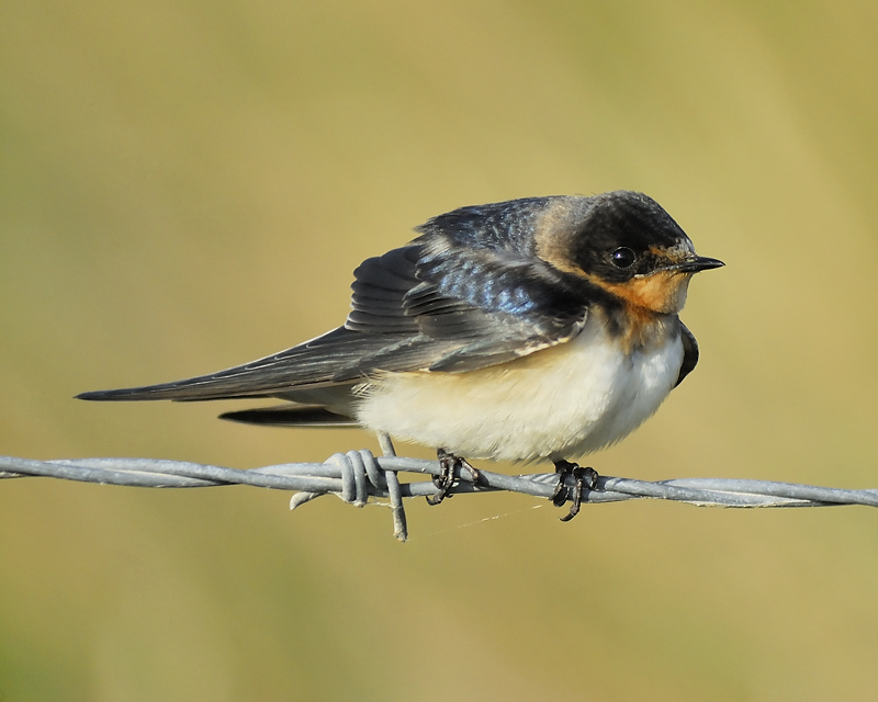 barn swallow BRD3884.JPG