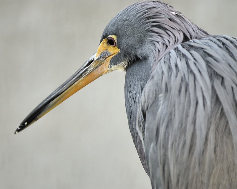 tricolored heron BRD4113.JPG