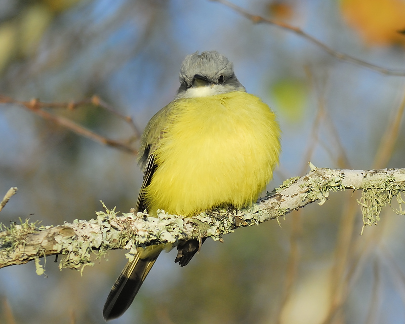 couchs kingbird BRD4243.JPG