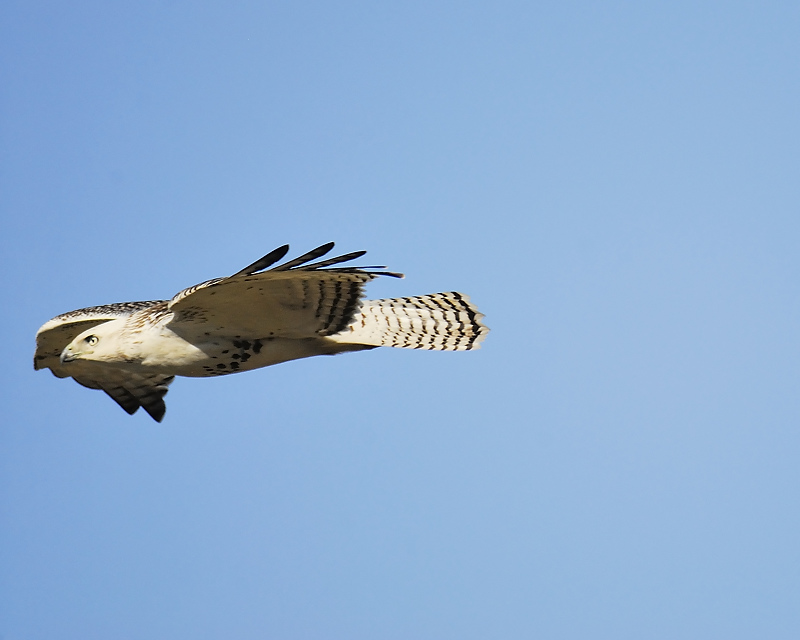 red-tailed hawk BRD4939.JPG
