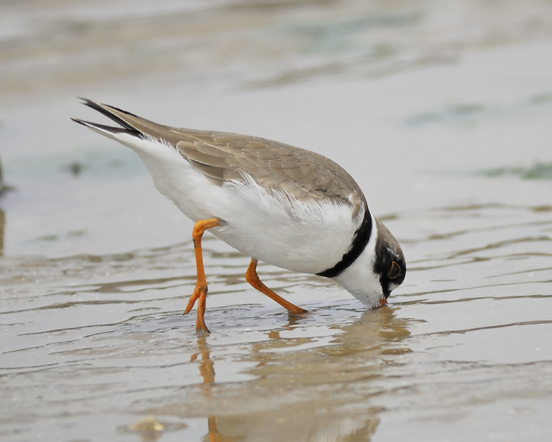 semipalmated plover BRD7603.JPG