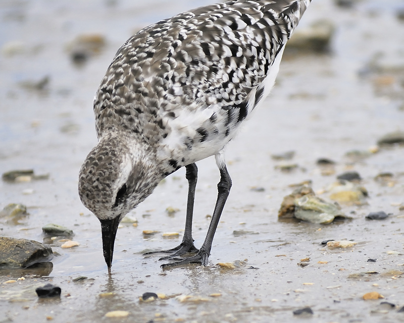 black-bellied plover BRD7626.JPG