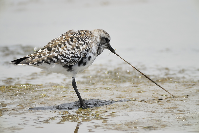 black-bellied plover BRD7651.JPG