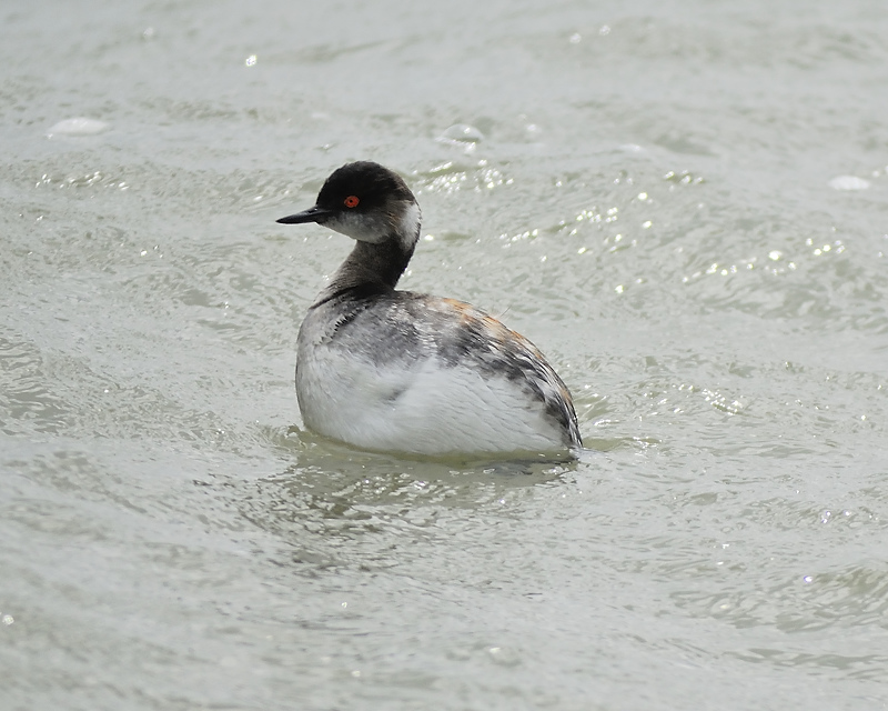 eared grebe BRD7770.JPG