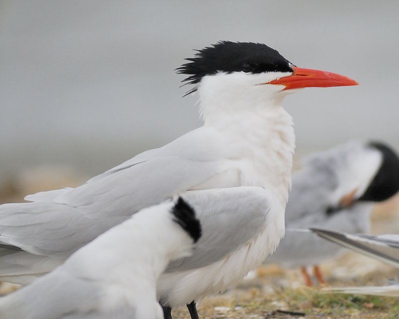 royal tern BRD7853.JPG