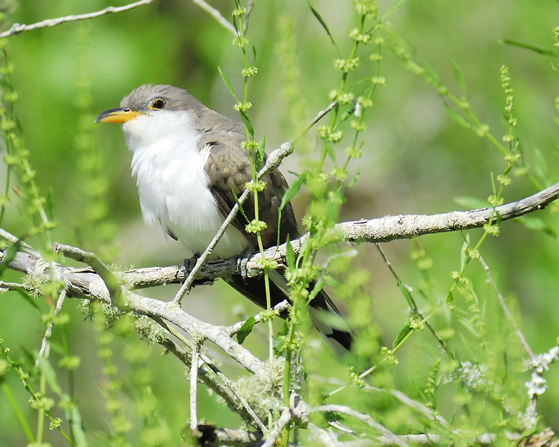 yellow-billed cuckoo BRD7341.JPG